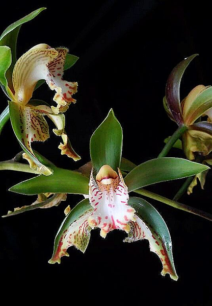 Cymbidium hookerianum