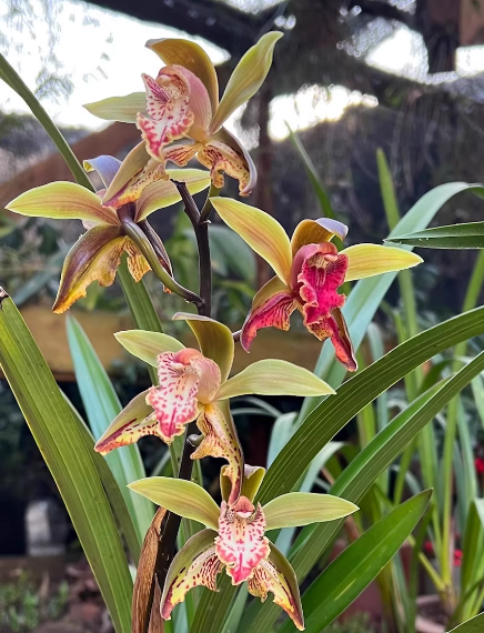 Cymbidium hookerianum