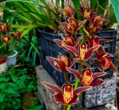 Cymbidium iridioides
