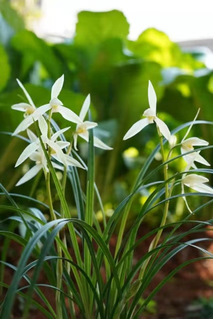Cymbidium tortisepalum 'Daxuesu'