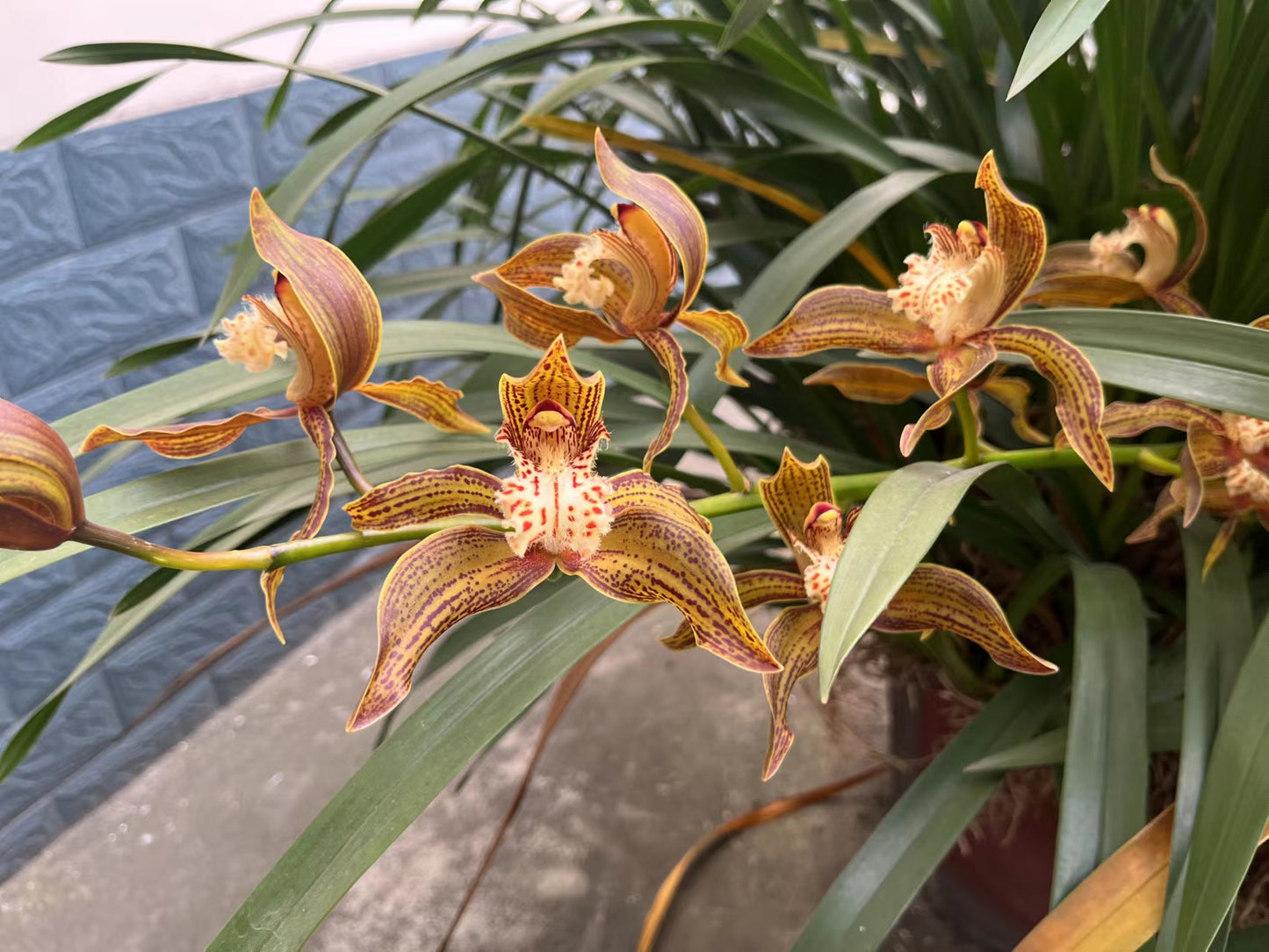 Cymbidium tracyanum
