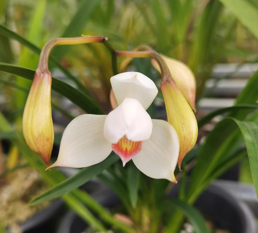 Cymbidium erythrostylum