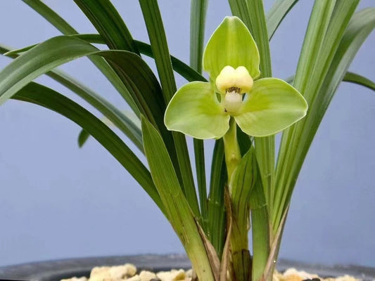 Cymbidium goeringii 'Cuitao'