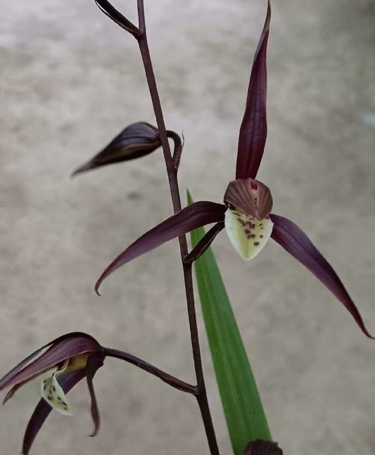 Cymbidium kanran Dark RED