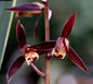 Cymbidium sinense  'Jinfengjin'