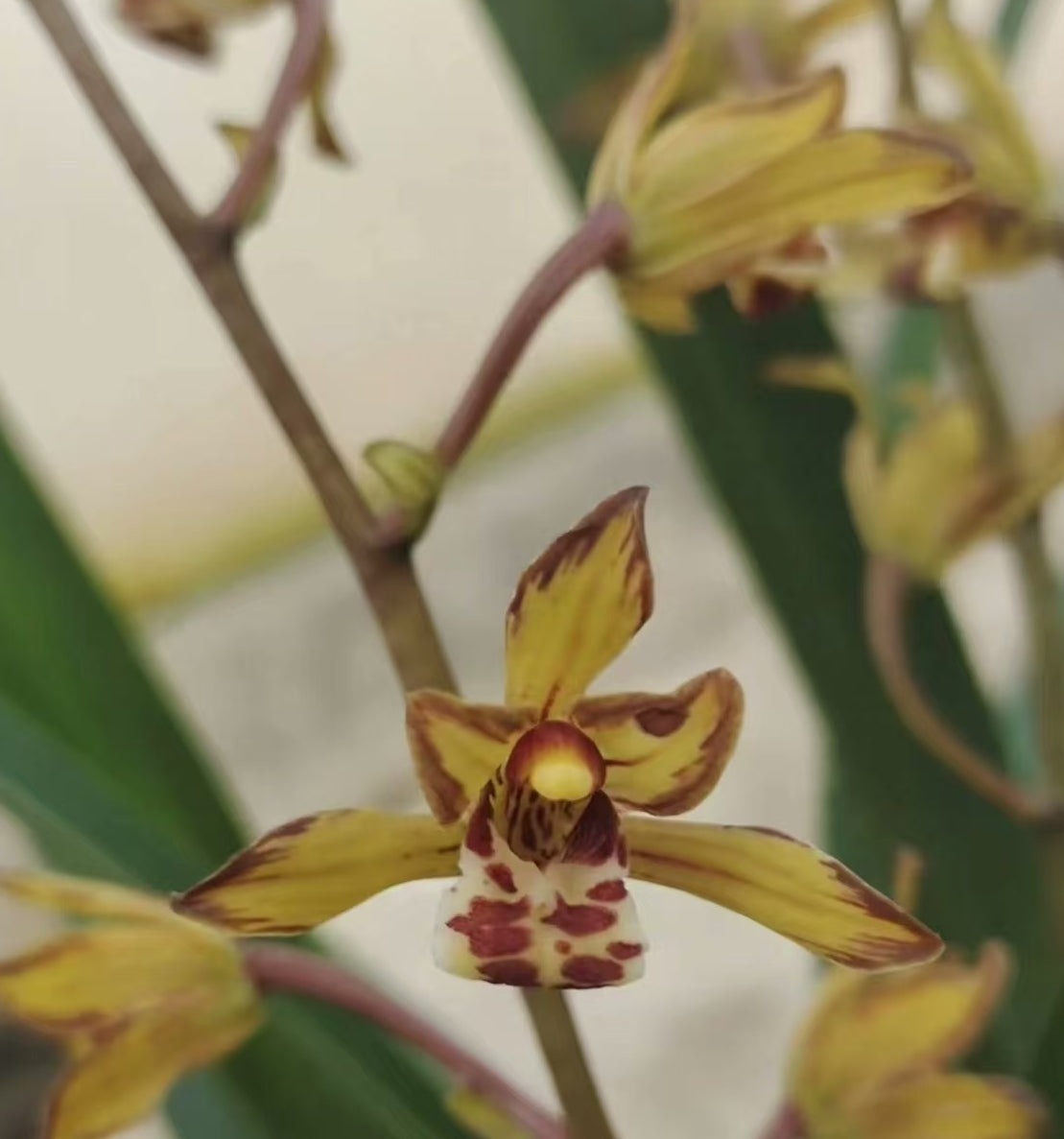 Cymbidium sinense 'Jinniao'