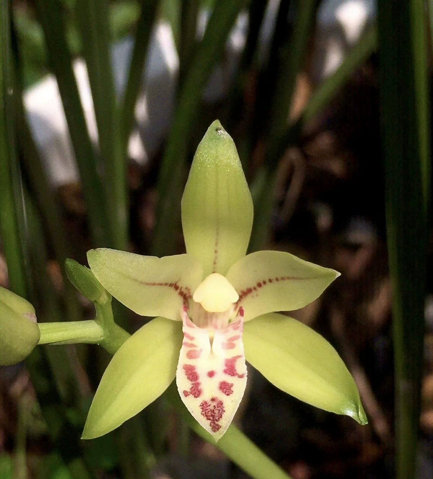 Cymbidium sungwookii