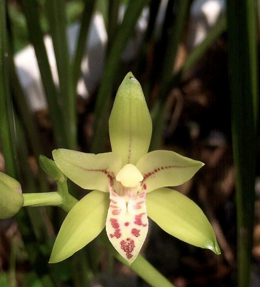 Cymbidium sungwookii