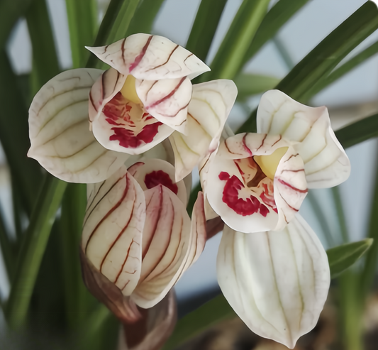 Cymbidium tortisepalum 'Dangshanhe’   4-6 growths