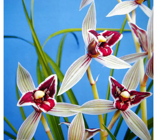 Cymbidium tortisepalum 'HongManTian'  5-7growths