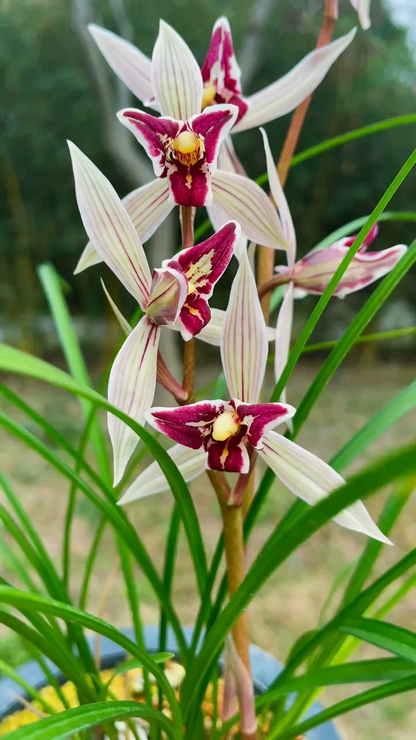 Cymbidium tortisepalum 'HongManTian'  5-7growths