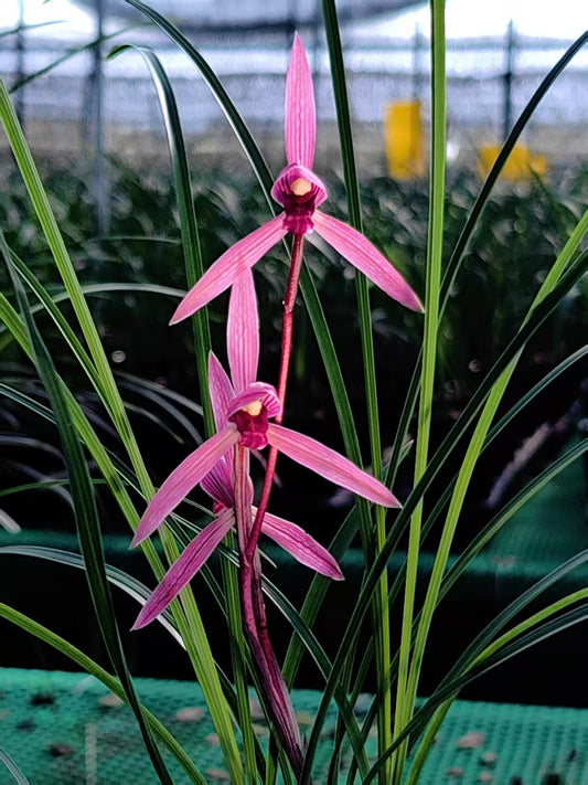 Cymbidium tortisepalum ‘Red Rose