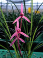 Cymbidium tortisepalum ‘Red Rose