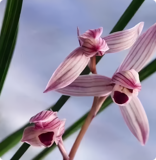 Cymbidium tortisepalum 'Ruyijiaren’ 3-4 growths