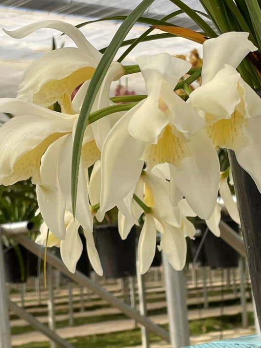 Cymbidium wenshanense fma semi-alba