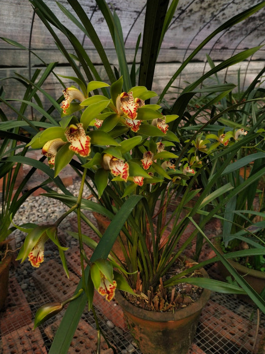 Cymbidium wilsonii