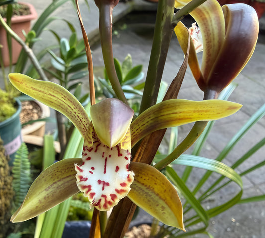 Cymbidium erythraeum x wilsonii (Natural Hybrid)
