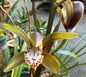 Cymbidium erythraeum x wilsonii (Natural Hybrid)