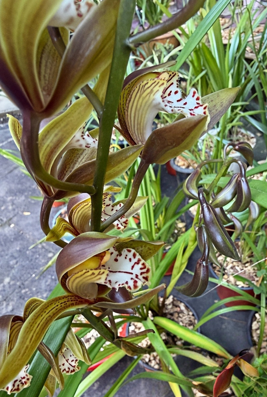 Cymbidium erythraeum x wilsonii (Natural Hybrid)
