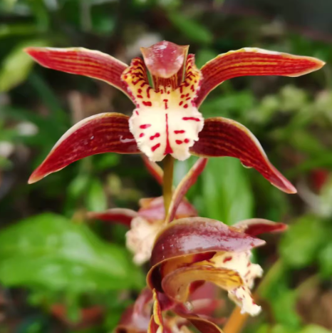 Cymbidium x iridioides x erythraeum