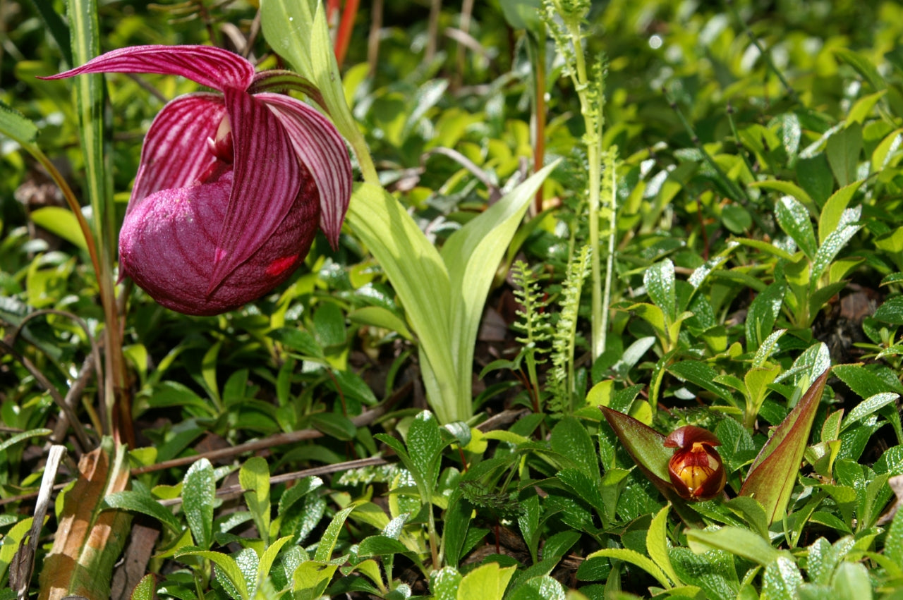 Cypripedium bardolphianum