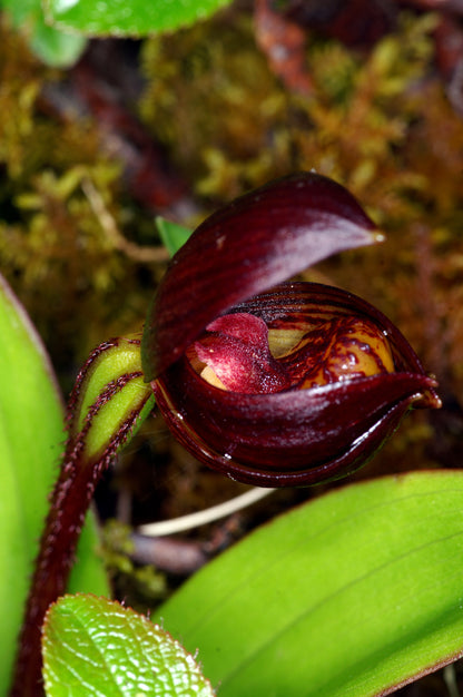 Cypripedium bardolphianum