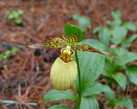 Cypripedium farreri