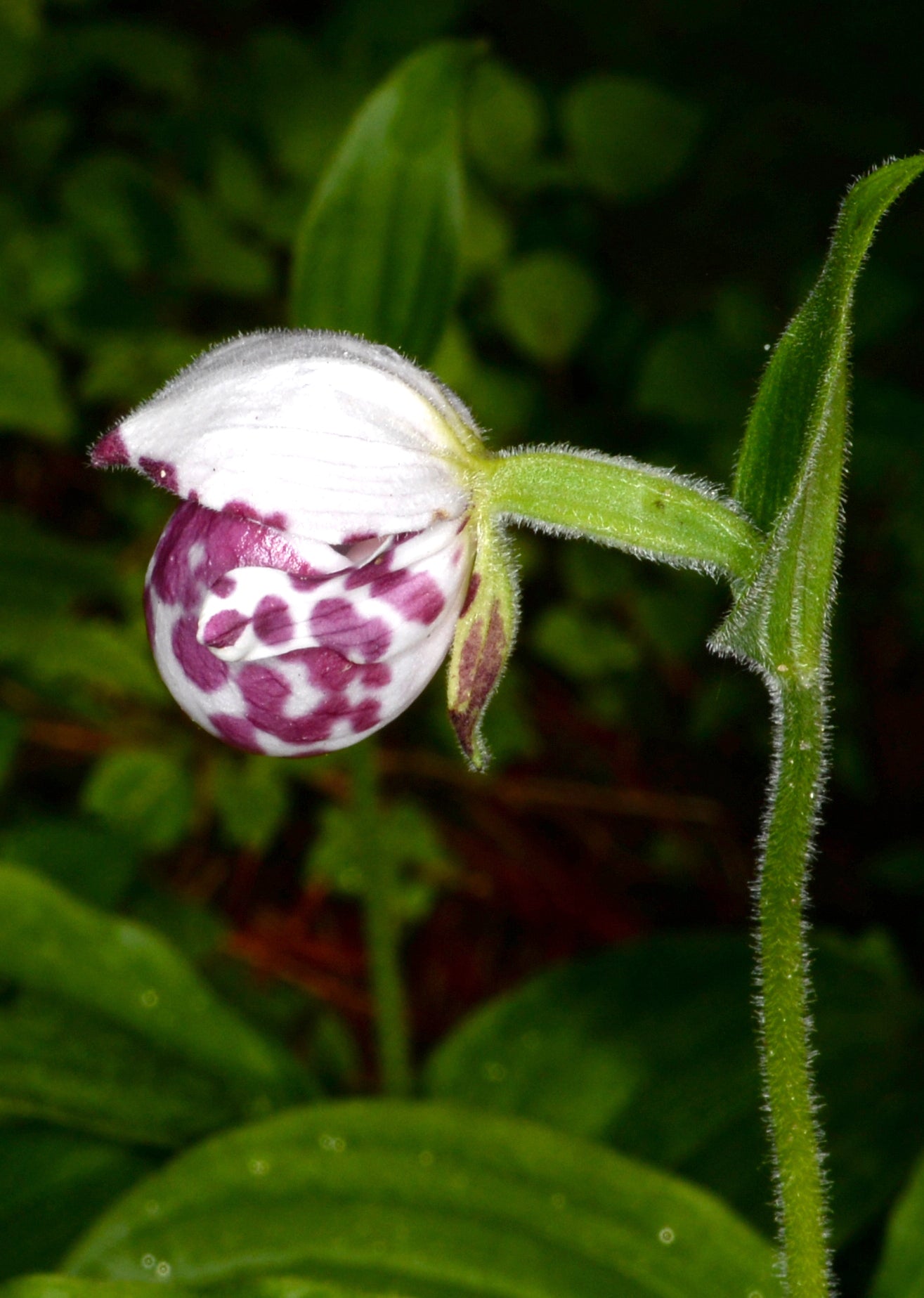 Cypripedium guttatum