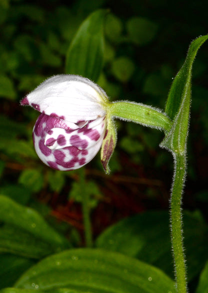 Cypripedium guttatum