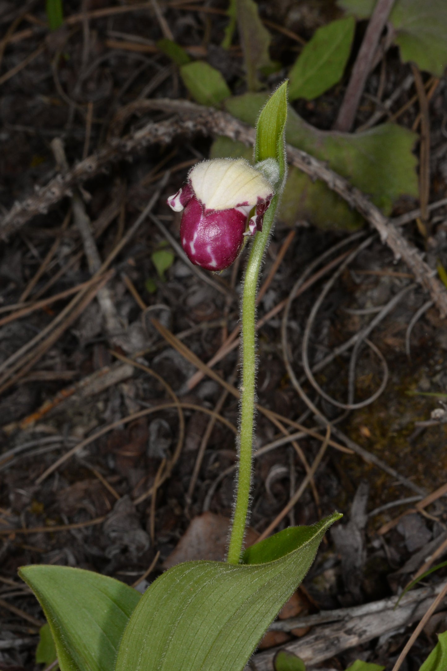Cypripedium guttatum