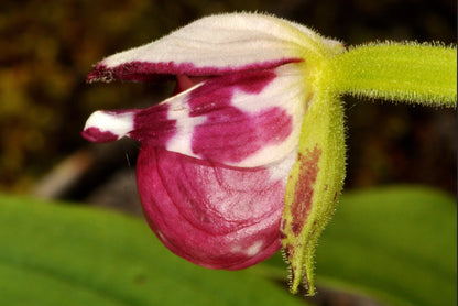 Cypripedium guttatum