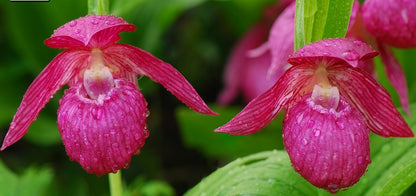 Cypripedium macranthos