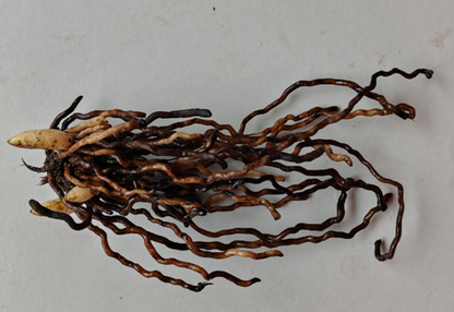 Cypripedium macranthos