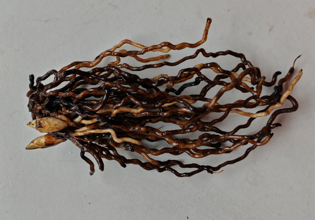 Cypripedium macranthos