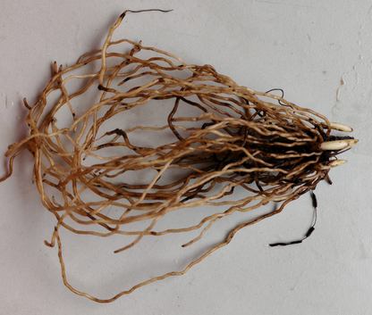 Cypripedium macranthos