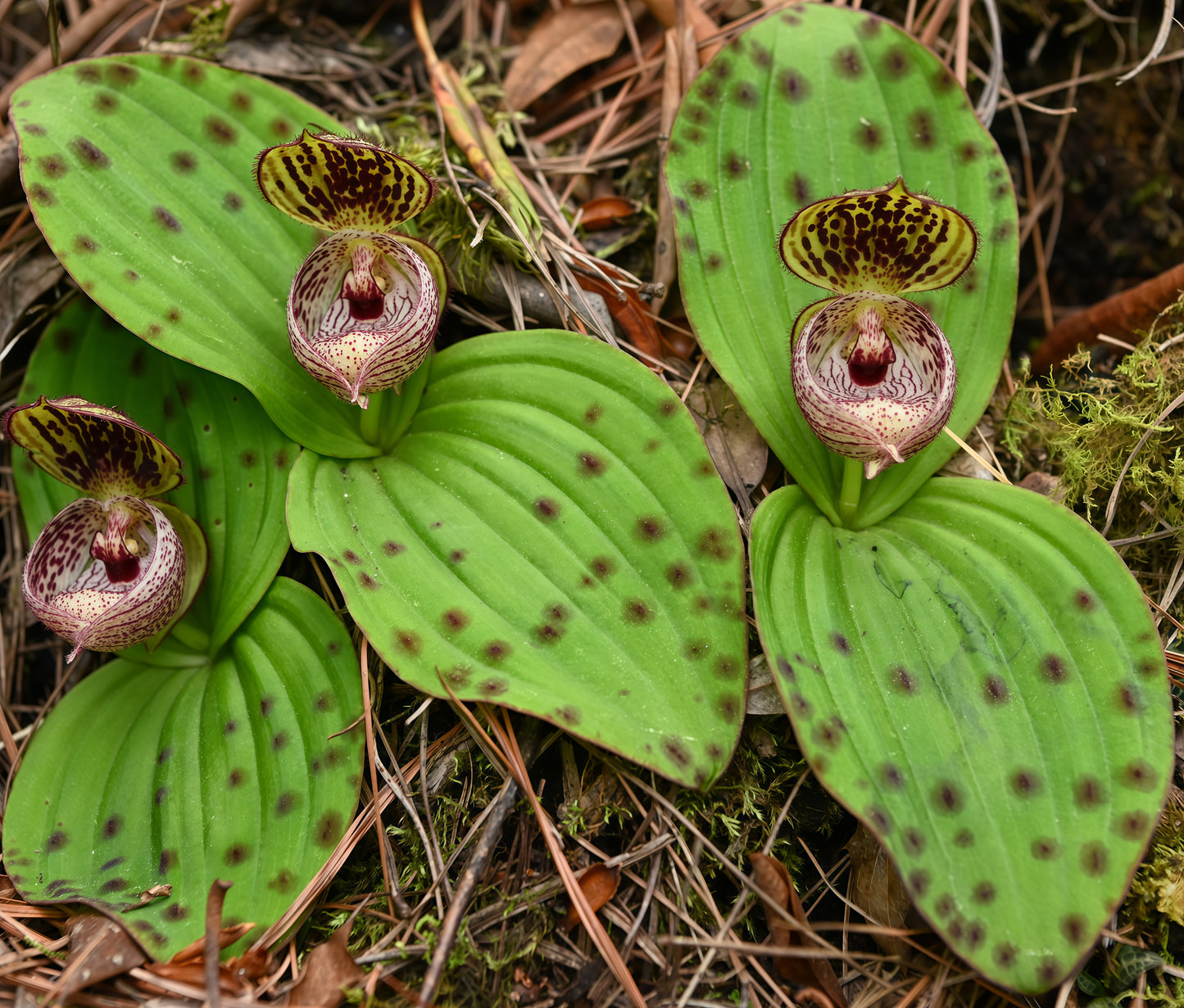 Cypripedium margaritaceum