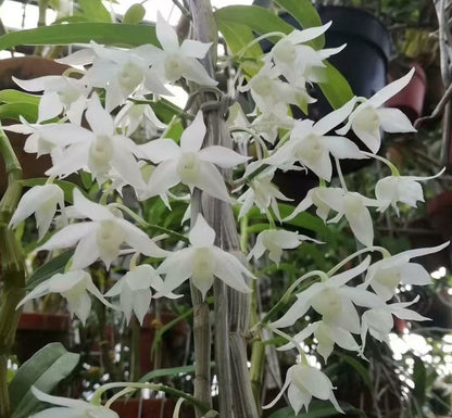 Dendrobium hercoglossum