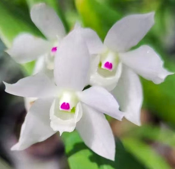 Dendrobium hercoglossum