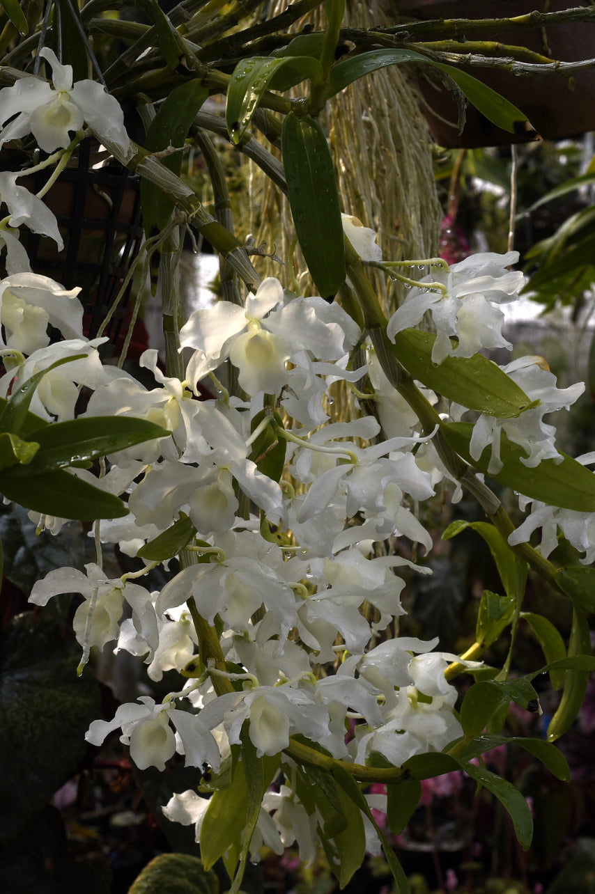 Dendrobium nobile