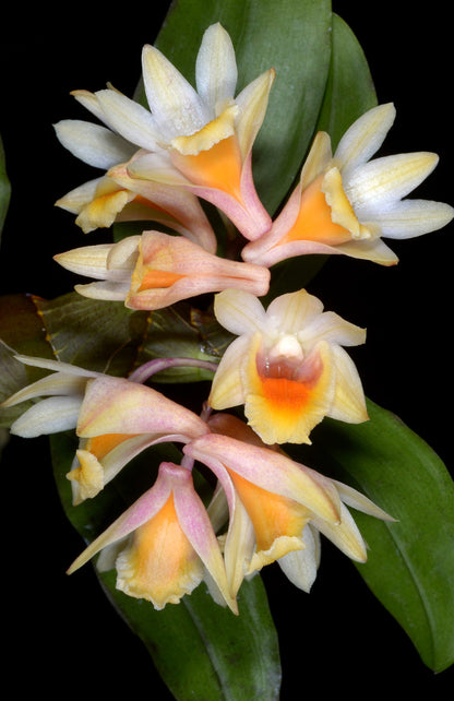 Dendrobium pseudolamellatum