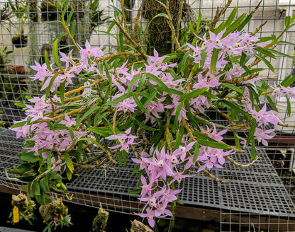 Dendrobium hercoglossum
