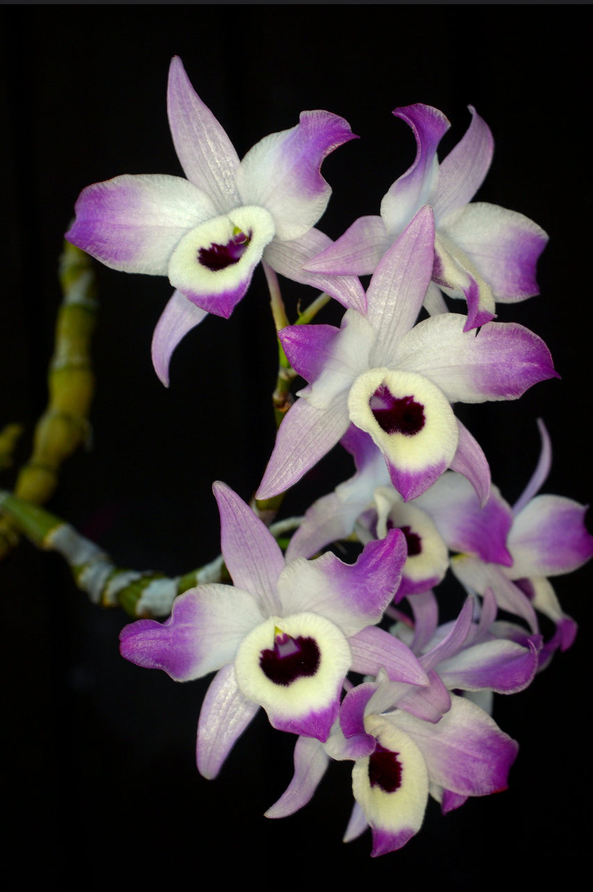 Dendrobium nobile