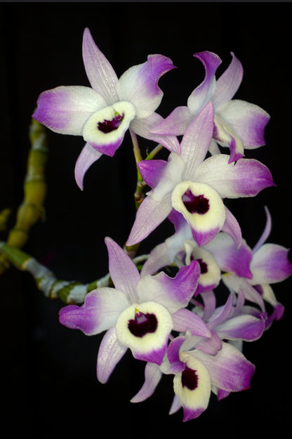 Dendrobium nobile