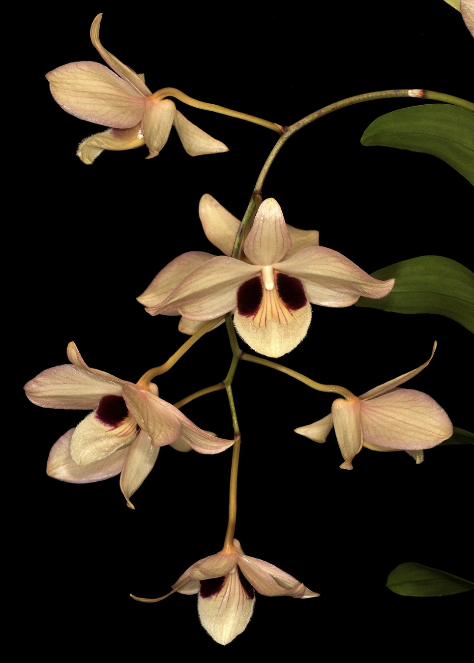 Dendrobium pulchellum