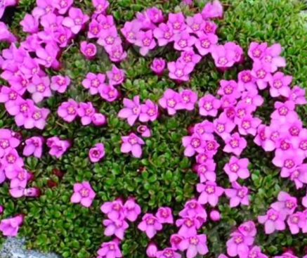 Diapensia purpurea