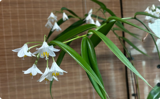 Disporum sinovietnamicum