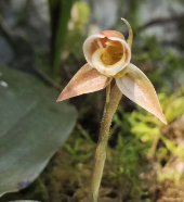 Eucosia seikoomontana