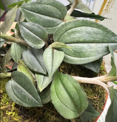 Eucosia seikoomontana
