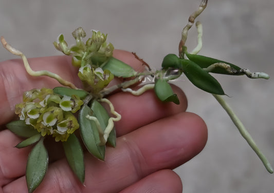 Gastrochilus setosus