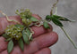 Gastrochilus setosus